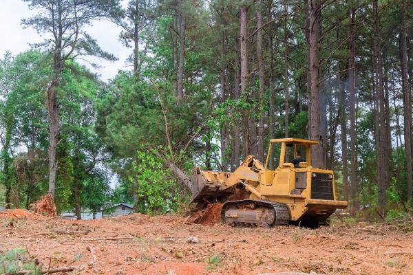 Trees Clearing in Middleburg