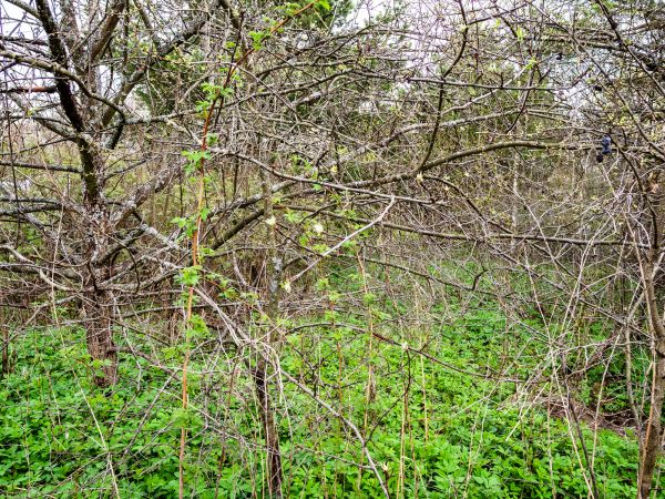 Underbrush Clearing in Middleburg