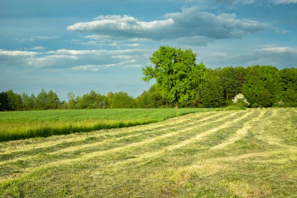 Cost of Vegetation Removal in Middleburg