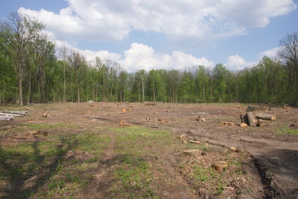 Pasture Clearing in Middleburg