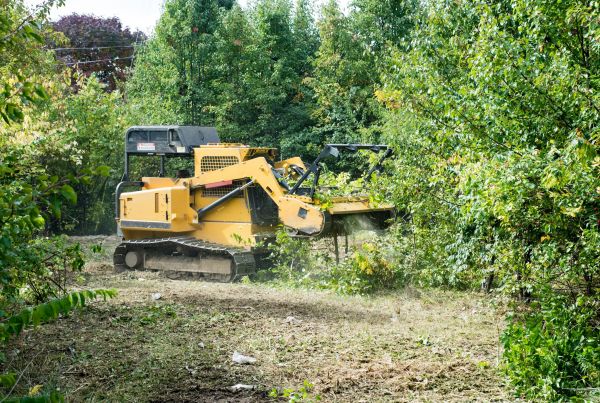 Pathway Clearing in Middleburg